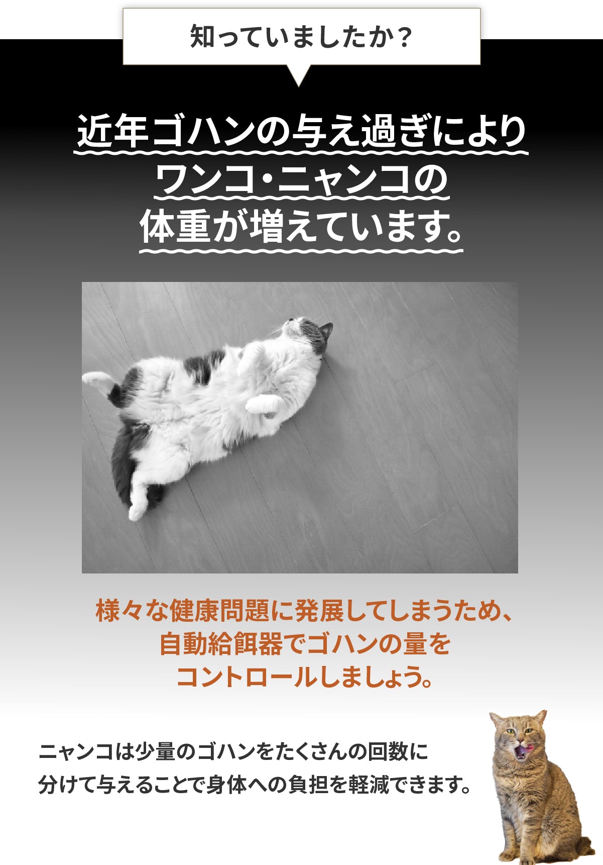 説明文!
