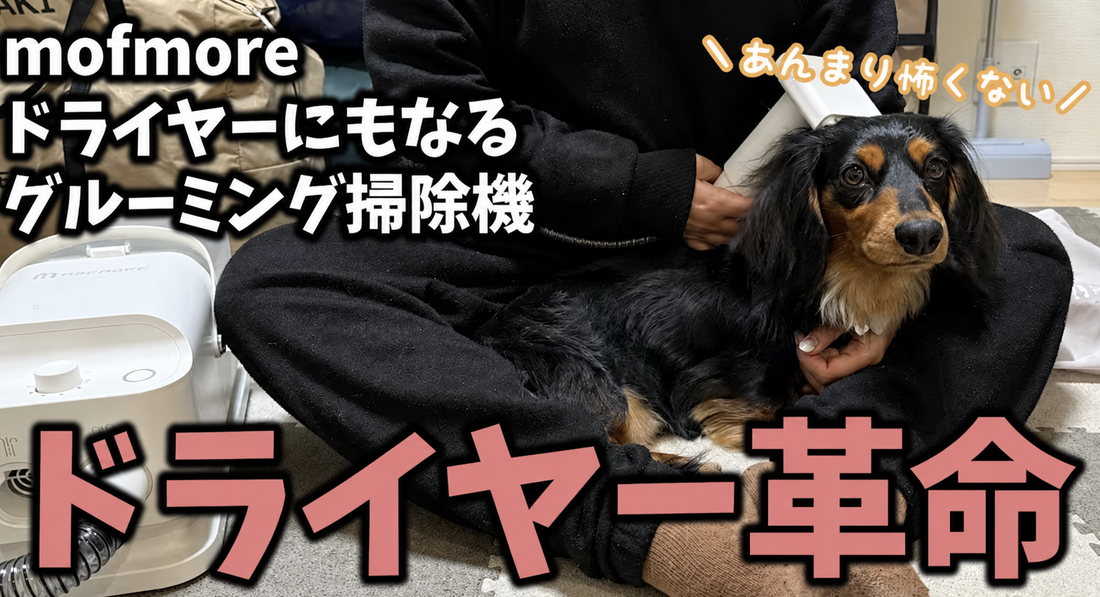 ミニチュアダックスフンドのみーちゃんねる【愛犬とキャンプ・おでかけ・ときどき日常】