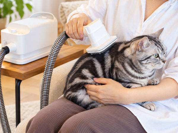 短毛猫のブラッシングと換毛期ケア