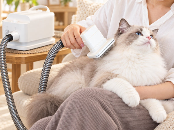 長毛猫のお手入れと部分カット｜ペルシャ・メインクーン・ラグドールなど