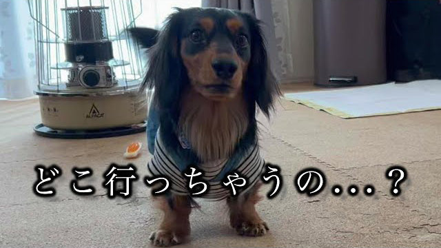 ミニチュアダックスフンドのみーちゃんねる【愛犬とキャンプ・おでかけ・ときどき日常】
