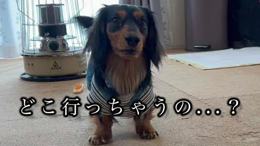 ミニチュアダックスフンドのみーちゃんねる【愛犬とキャンプ・おでかけ・ときどき日常】