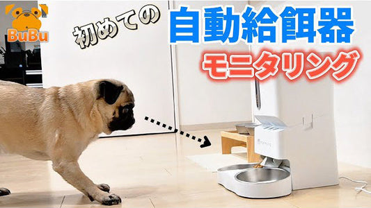 パグ犬BuBuチャンネル