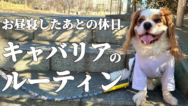 キャバリアるっちゃんねる【犬見知りキャバリア犬のゆる〜い日常】