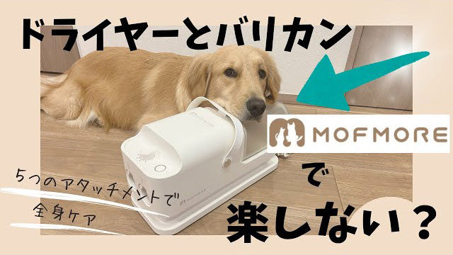 ゴールデンレトリバーのサラ