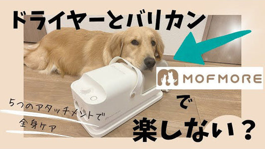 ゴールデンレトリバーのサラ