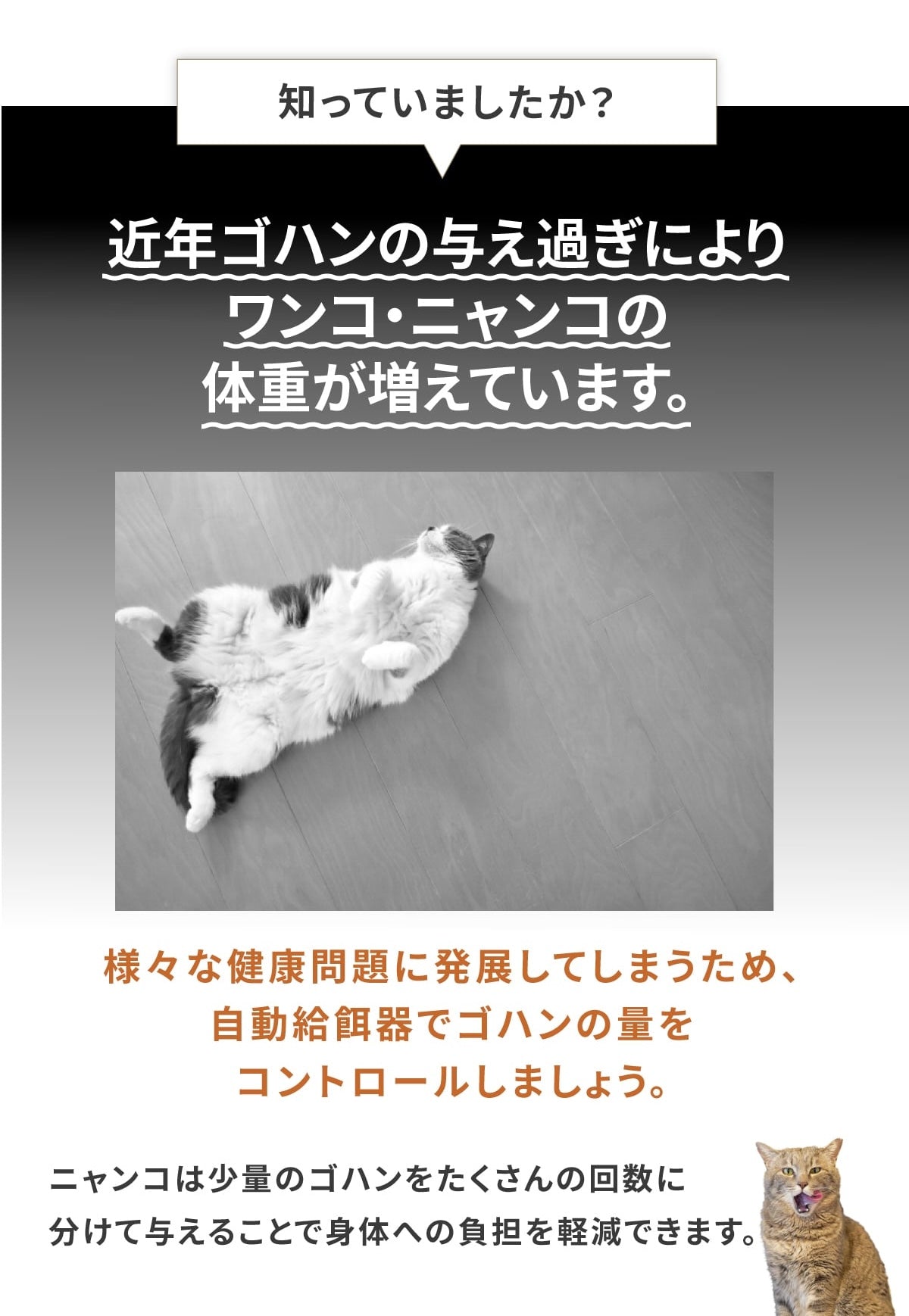 説明文!
